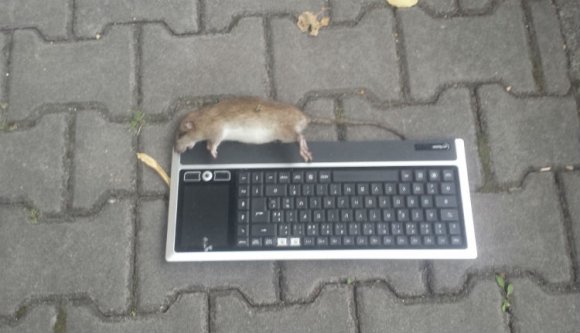 Döbbenetes népi szobrászat Kolozsvár központjában
