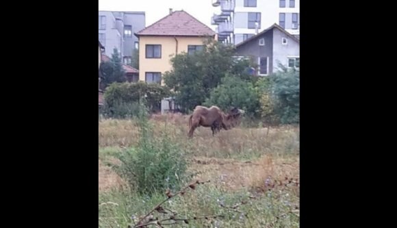 Teve legel Kolozsváron