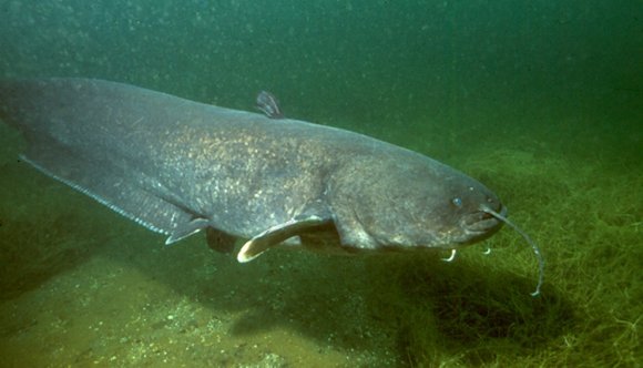 Harcsaszörnyet fogtak a Marosban