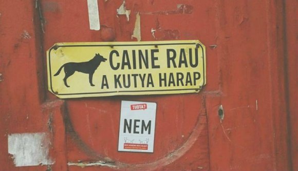 Már Facebook-oldala is van az erdélyi kétfarkú kutyáknak