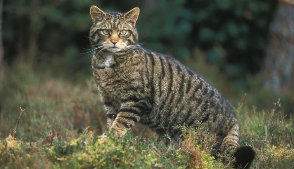 Mégsem lövik ki a vadmacskákat és medvéket