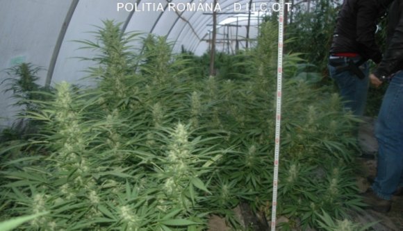 Száz gramm füvet akart eladni, amikor lecsaptak rá a rendőrök