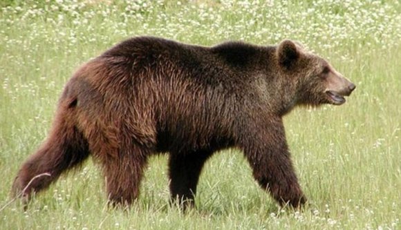 Sumákolhattak a nagyvadak kilövési kvótáinak megállapításakor