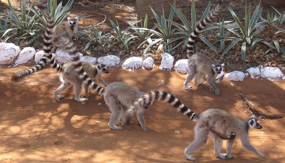 Gyűrűsfarkú makik érkeztek a vásárhelyi állatkertbe