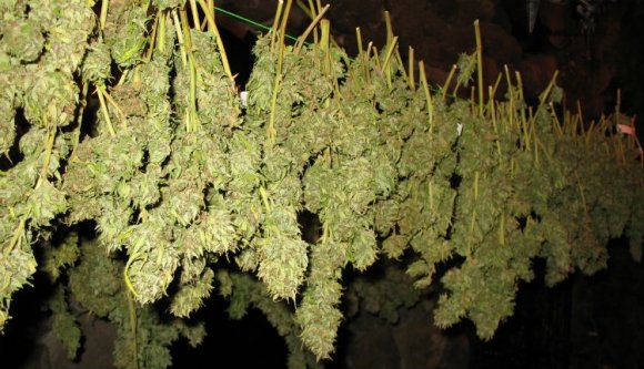 Annyi füvet találtak, hogy nem tudták lemérni