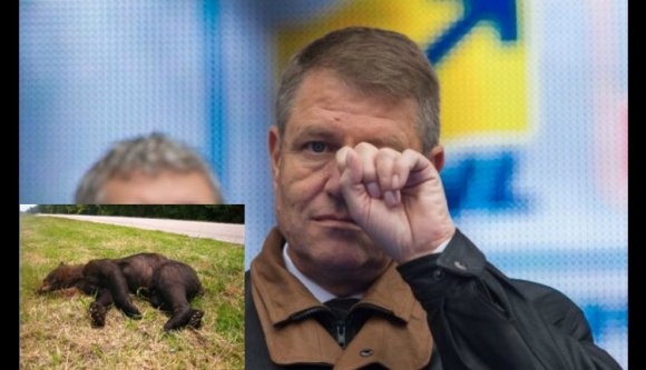 Klaus Iohannis, a medve és a tigris
