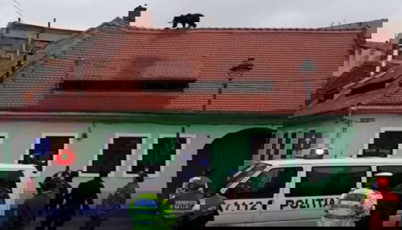 Kilőtt nagyszebeni medve: a hatóságok a hibásak (VIDEÓ)