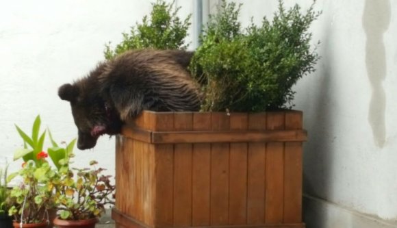 Szebeni medveügy: megfenyegették a rendőrparancsnokot, lemond