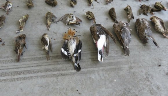 Több mint kétezer madártetemet csempészett egy romániai férfi