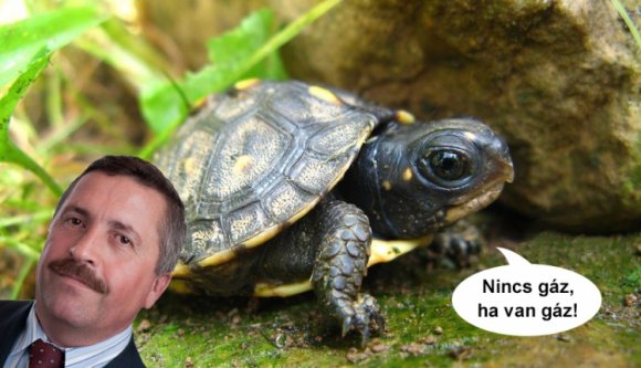 Van-e köze a teknősnek a gáztartalékokhoz? Nagyon is!
