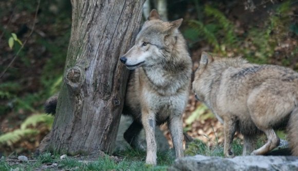 Negyven juhot tépett szét egy farkasfalka Hargita megyében