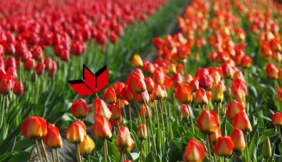 Az RMDSZ drámai győzelmének történelmi következményei