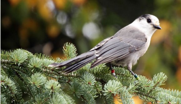 Kanadában lábbal tiporták a népakaratot