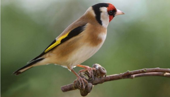 És megvan az év madara is!