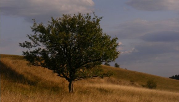 Majdnem lemaradtunk az év fájáról!