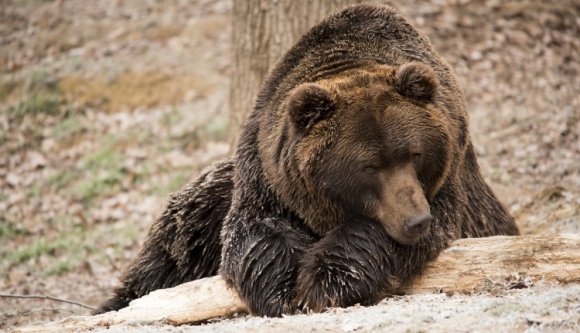 Több mint száz medvetámadás történt tavaly Kovászna megyében