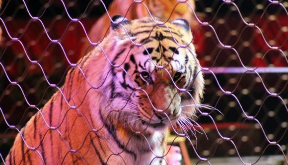 Csak március 1-jétől védik a cirkuszi állatokat