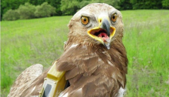 Hazatér fészkére Erdély kedvenc sasmadara