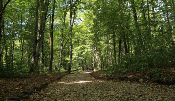 Csatát nyertek a környezetvédők a Schweighoferrel szemben