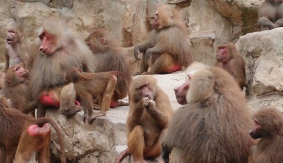 Románia páviánosodása