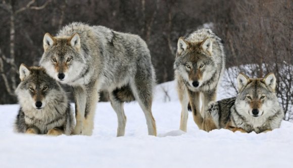 Farkasok támadtak Nagyvárad közelében