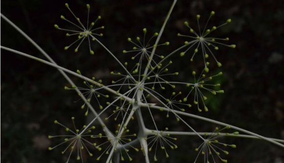Új növényfajt fedeztek fel kolozsvári magyar kutatók „Kis-Szkítiában”