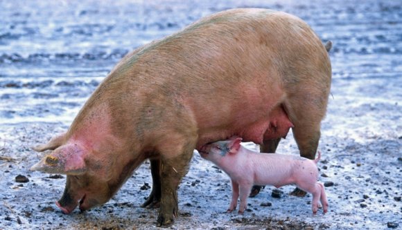 Dragnea újabb disznóságaira derült fény