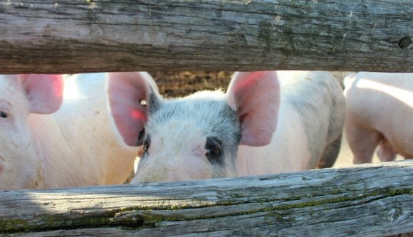 Kiderült, mennyi támogatást kapott a Dragnea-sertéshizlalda