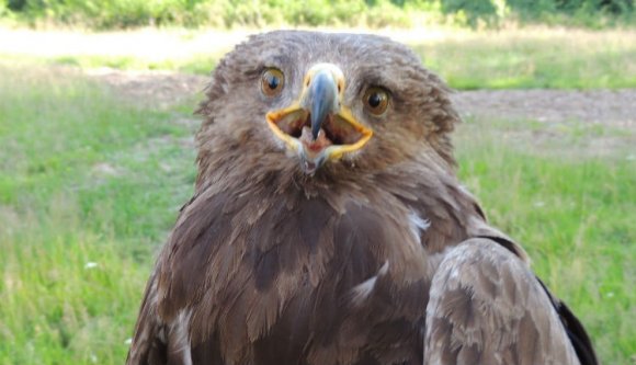 És ismét itthon Erdély sztársasmadara