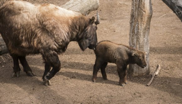 Végre egy izgalmas hírünk is van mára: takinborjú született Nyíregyházán (FOTÓ)
