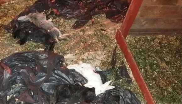 Húsvét utáni nyúlhorror Aradon