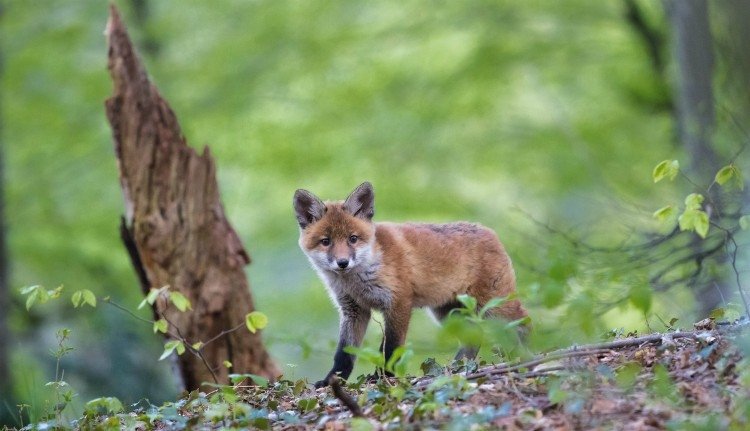 Rókakölykökkel kegyetlenkedett, a Facebook buktatta le