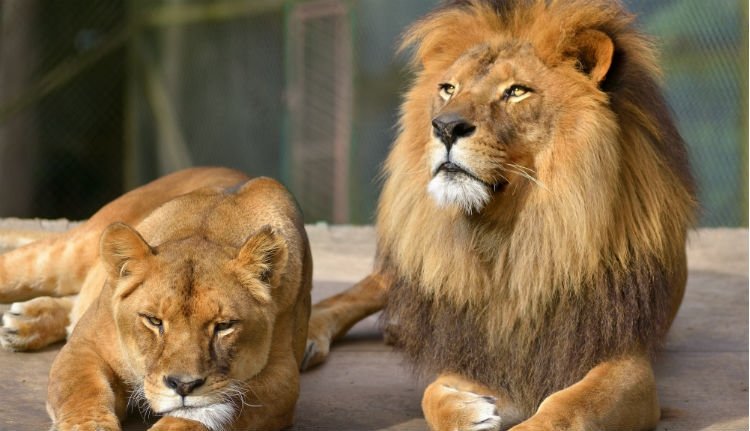 Oroszlánokat tartott az udvarán egy regáti férfi