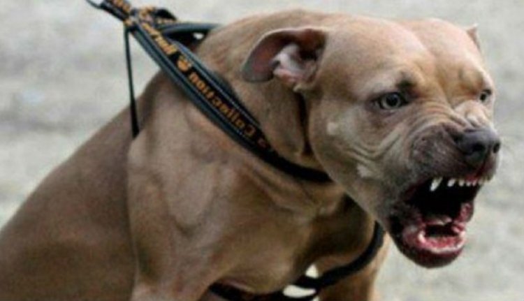 „Halálra ítéltek” egy kisgyermeket meggyilkoló kutyát