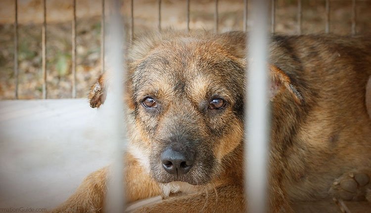 Romániában először szabhatnak ki letöltendő börtönt egy állat megöléséért