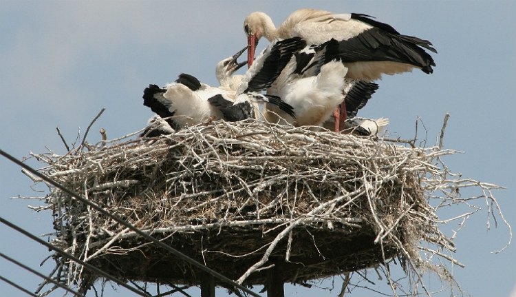 Hargita és Kovászna megye éllovas a hazai „gólyalelőhelyek” top tízében