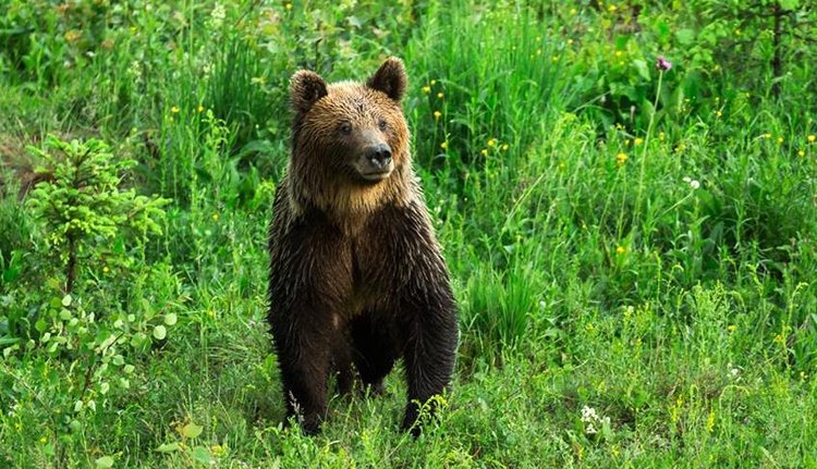 Szokatlan medvehalál: betört egy kunyhóba, mire kiszabadult, éhenpusztult a medvekölyök (FRISSÍTVE)