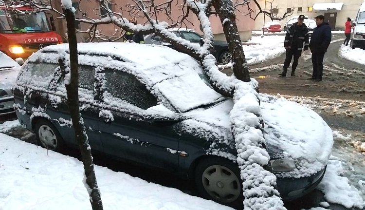 Kilenc autó bánta, hogy a tél végezte el a természetes szelekciót a fák között