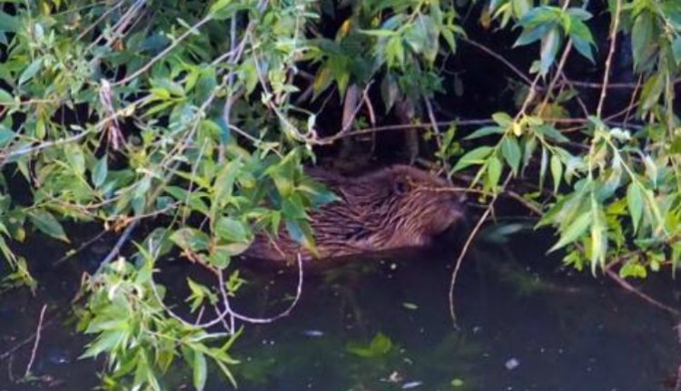 Ilyen még nem volt: Magyarországról szökött Romániába, és még örülnek is neki (VIDEÓval)
