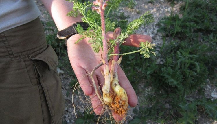 Új növényfajt fedezett fel Mátis Attila biológus