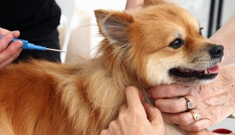 Nem akar durva bírságot fizetni? Mikrocsipeztesse a kutyáját!