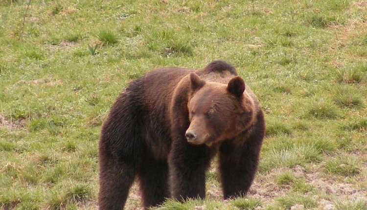Még mindig késnek a medveprobléma orvoslását célzó intézkedések