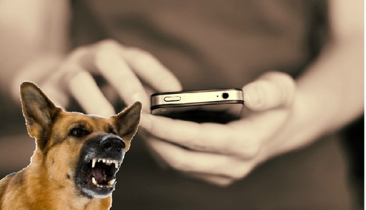 Így védekezz a kóbor kutyák ellen!