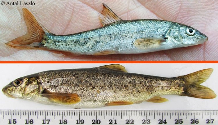 Meglepetés: új halfajt azonosítottak a Körös vízrendszerében