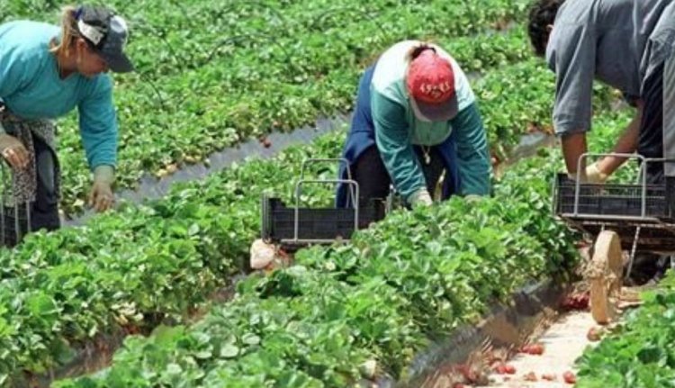 Na, melyik ország adja a legtöbb nyugat-európai vendégmunkást?