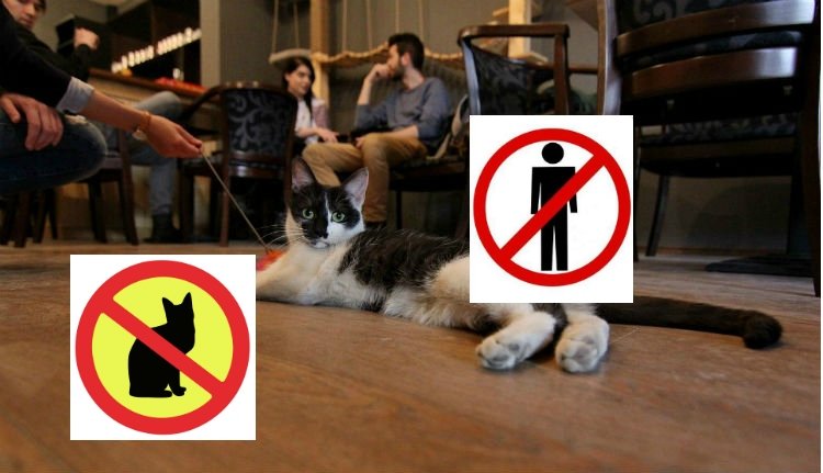 Bezár a kolozsvári macskabár