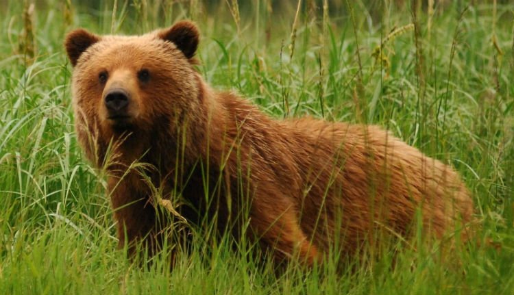 Ki akarnak lőni egy agresszív medvét Kolozs megyében