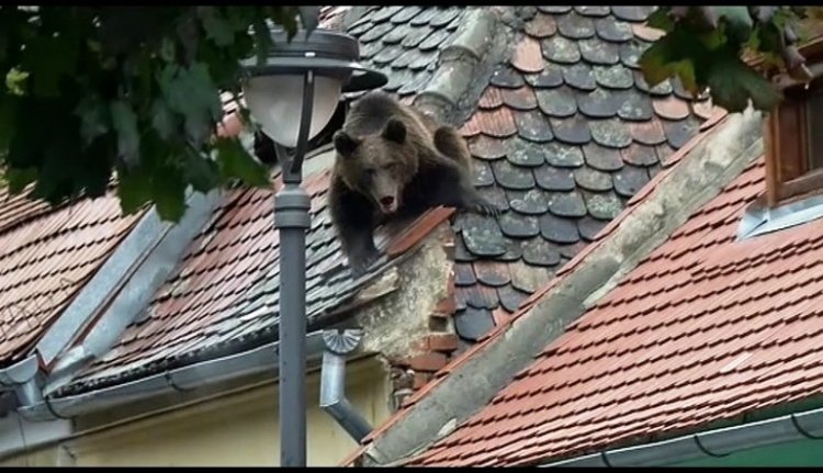 Vadölő, avagy a medvehisztéria
