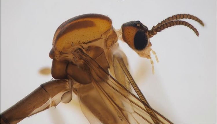 Új szúnyogfajok felfedezésében vett részt egy kolozsvári kutató