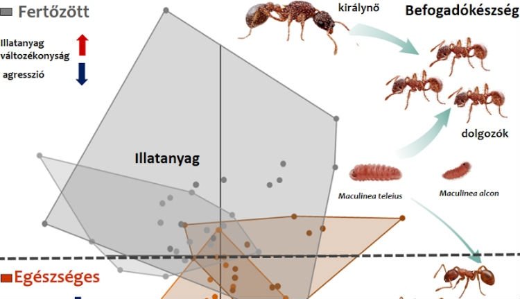 Parazita gombákkal támadnak az idegen hangyakirálynők!